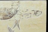 Bargain, Fossil Fish Plate (Diplomystus & Knightia) - Wyoming #100607-2